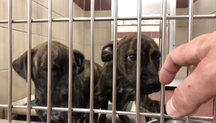 PAWS of Rutherford County Pets for Adoption June 22, 2020
