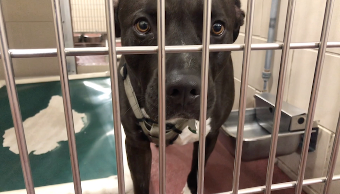 PAWS of Rutherford County Pets for Adoption June 29, 2020