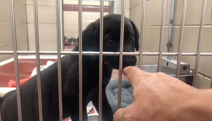 PAWS of Rutherford County Pets for Adoption July 16, 2020