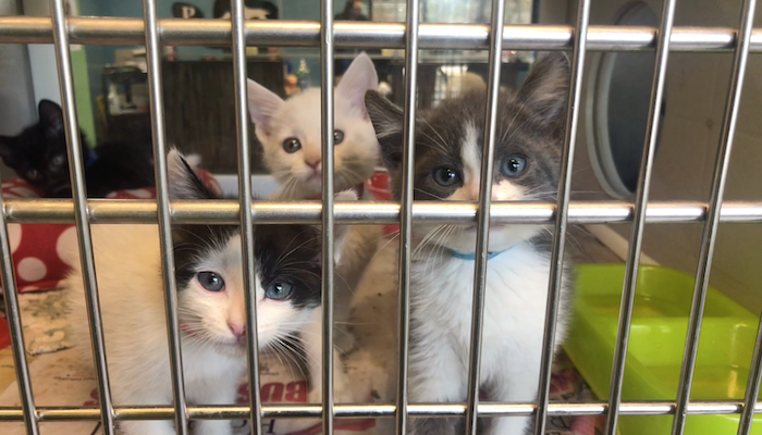 PAWS of Rutherford County Pets for Adoption July 20, 2020