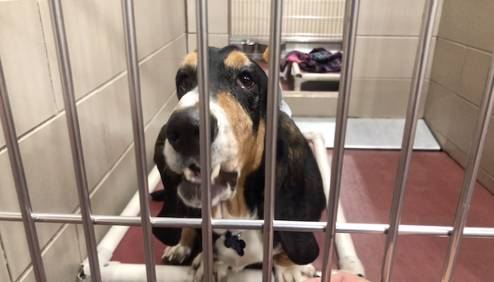 PAWS of Rutherford County Pets for Adoption July 28, 2020