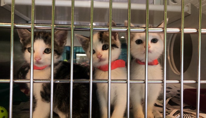 PAWS of Rutherford County Pets for Adoption July 6, 2020