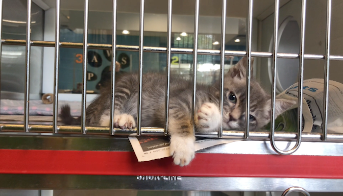 PAWS of Rutherford County Pets for Adoption July 9, 2020
