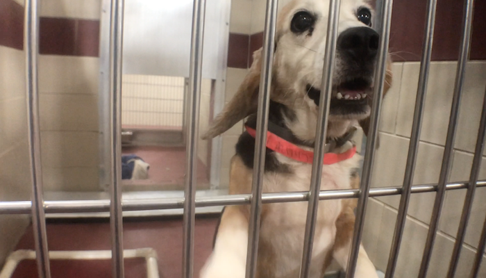 PAWS of Rutherford County Pets for Adoption August 17, 2020