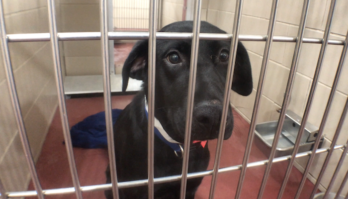 PAWS of Rutherford County Pets for Adoption August 24, 2020
