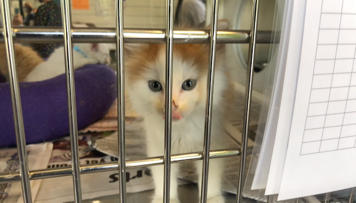 PAWS of Rutherford County Pets for Adoption August 3, 2020