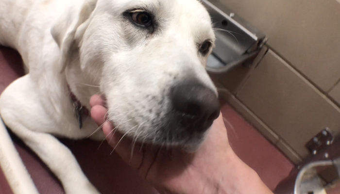 PAWS of Rutherford County Pets for Adoption September 10, 2020
