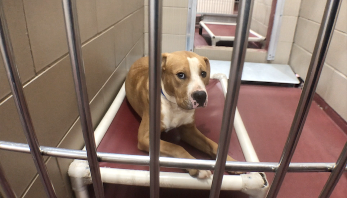 PAWS of Rutherford County Pets for Adoption September 14, 2020