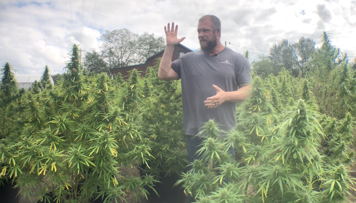 The Hemp Crumble