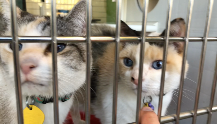 PAWS of Rutherford County Pets for Adoption November 9, 2020