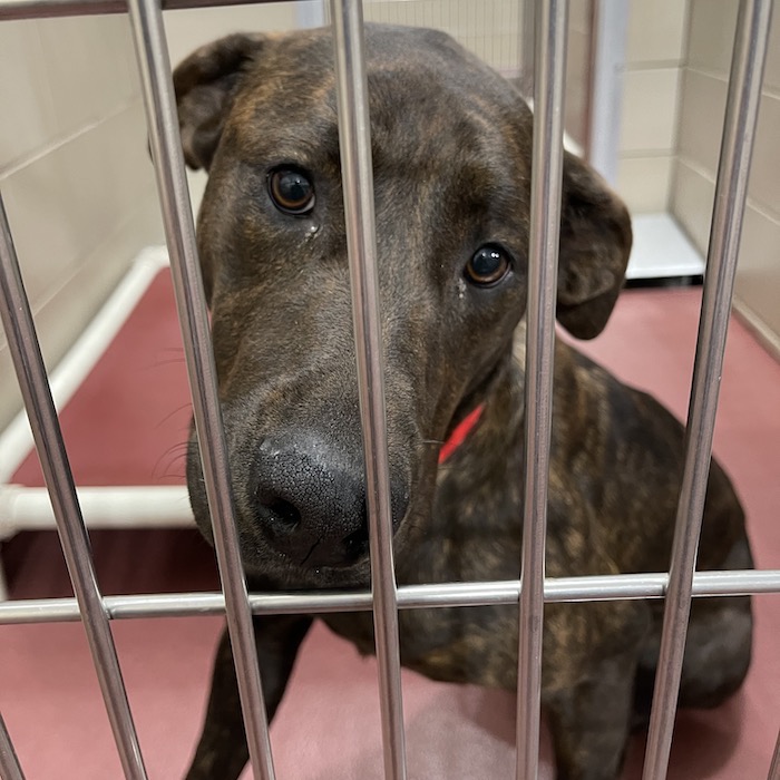PAWS of Rutherford County Pets for Adoption December 2, 2020