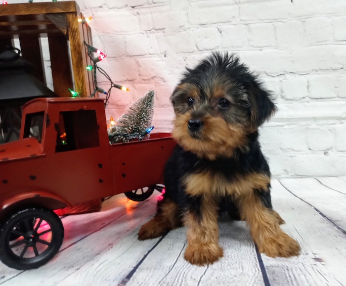 Stolen Puppy from Petland Nashville
