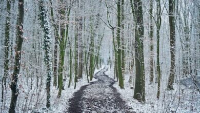 Winter Wonderland