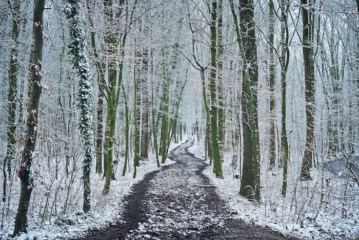 Winter Wonderland