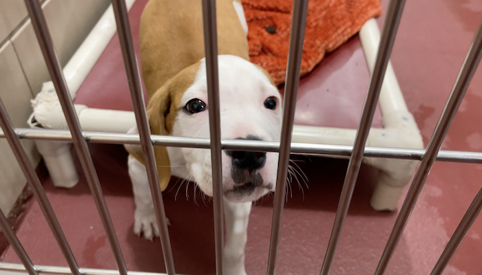 PAWS of Rutherford County Pets for Adoption February 4, 2021