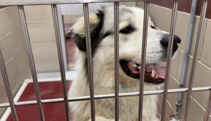 PAWS of Rutherford County Pets for Adoption March 17, 2021