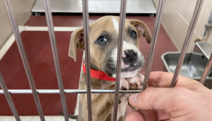 PAWS of Rutherford County Pets for Adoption March 4, 2021