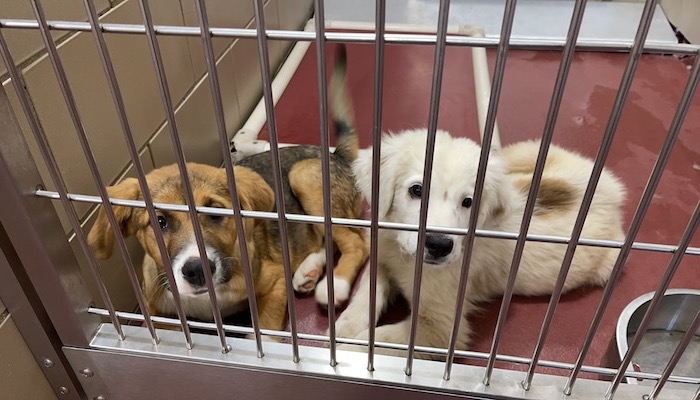PAWS of Rutherford County Pets for Adoption April 15, 2021