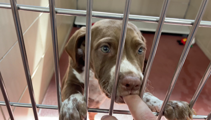 PAWS of Rutherford County Pets for Adoption April 8 2021