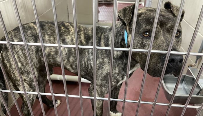 PAWS of Rutherford County Pets for Adoption March 31, 2021