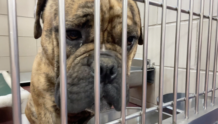 PAWS of Rutherford County Pets for Adoption May 13, 2021