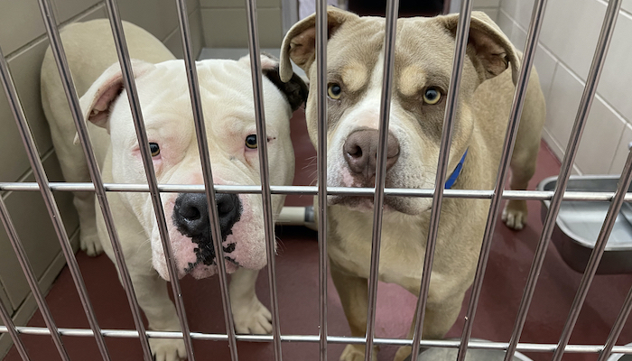 PAWS of Rutherford County Pets for Adoption May 19, 2021