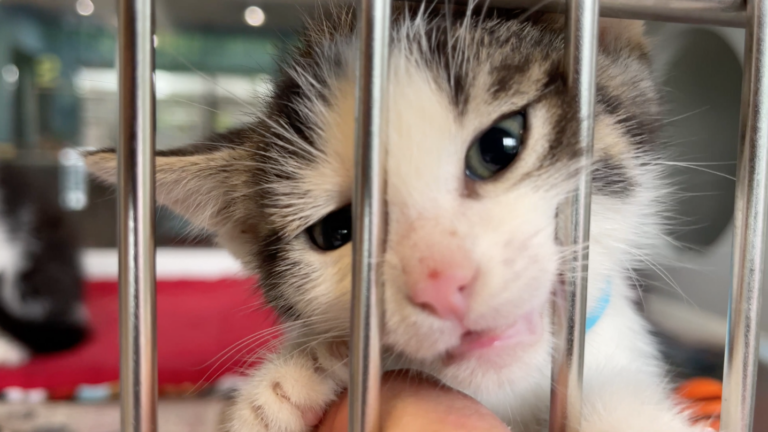 PAWS of Rutherford County Pets for Adoption May 27, 2021