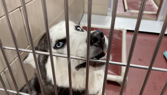PAWS of Rutherford County Pets for Adoption May 6, 2021