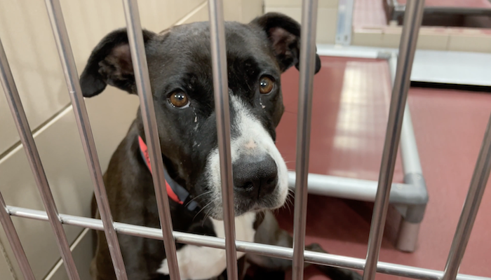 PAWS of Rutherford County Pets for Adoption June 17, 2021