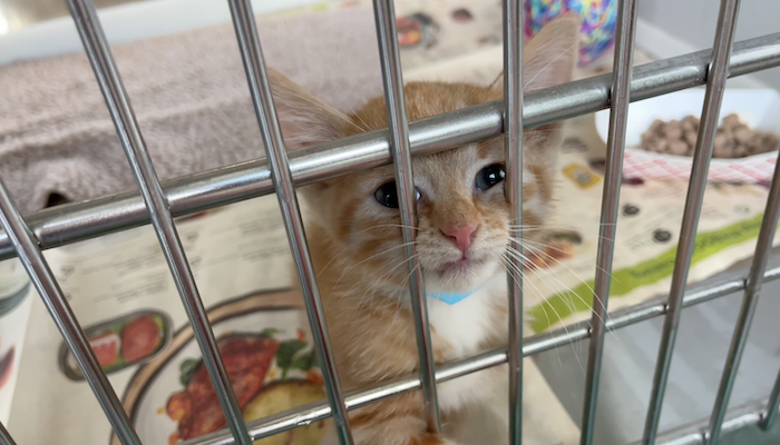 PAWS of Rutherford County Pets for Adoption June 24, 2021