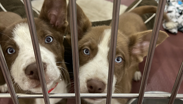 PAWS of Rutherford County Pets for Adoption June 3, 2021