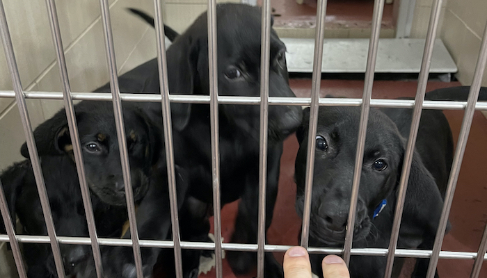 PAWS of Rutherford County Pets for Adoption July 14, 2021