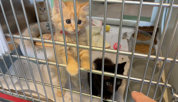 PAWS of Rutherford County Pets for Adoption July 28, 2021
