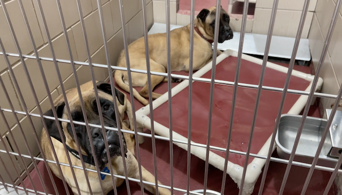 PAWS of Rutherford County Pets for Adoption June 30, 2021