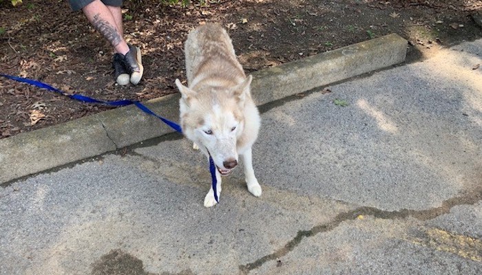 PAWS Searches for Owner of Dog Rescued from East Fork of Stones River