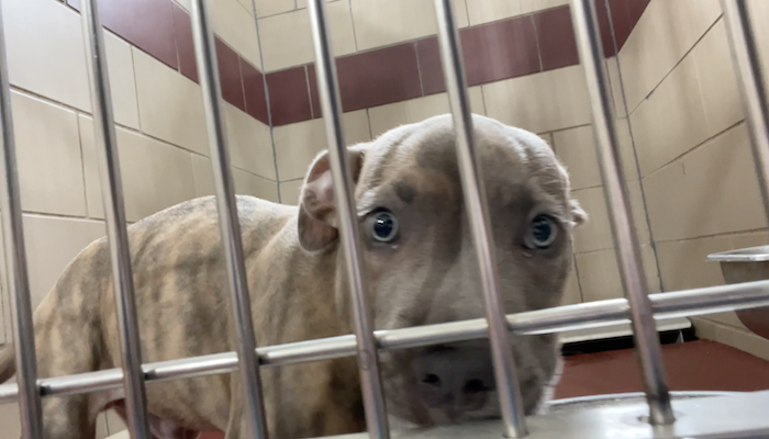 PAWS of Rutherford County Pets for Adoption August 19, 2021