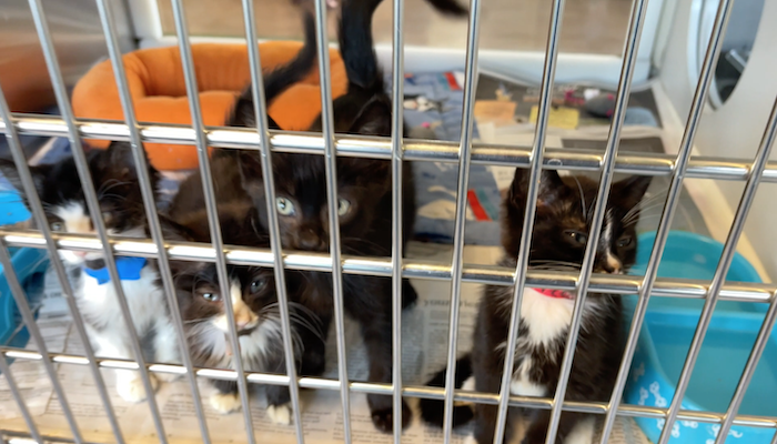 PAWS of Rutherford County Pets for Adoption August 26, 2021