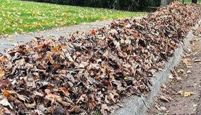 Leaf Litter Collection