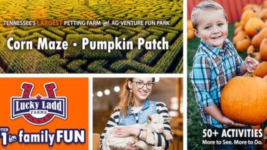 Pumpkin Patch and Corn Maze