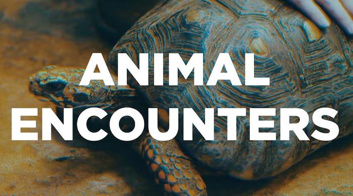 Animal Encounters