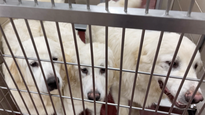 PAWS of Rutherford County Pets for Adoption December 2, 2021