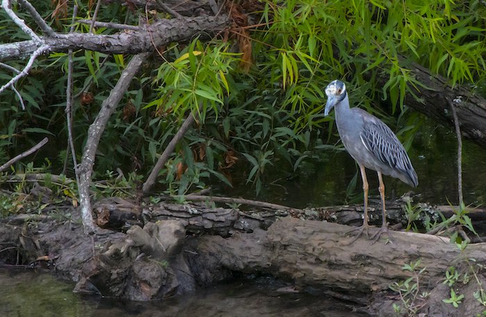 Murfree Springs Wetland