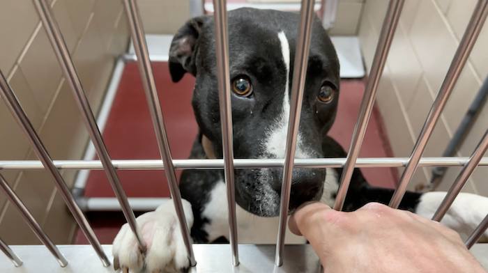 PAWS of Rutherford County Pets for Adoption January 13, 2022