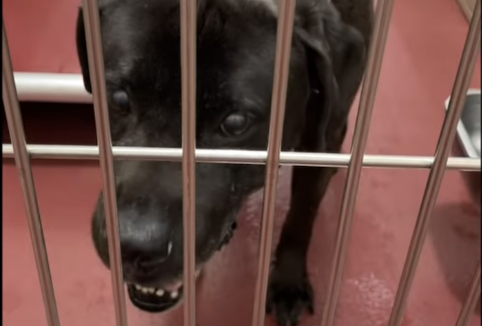 PAWS of Rutherford County Pets for Adoption February 24, 2022