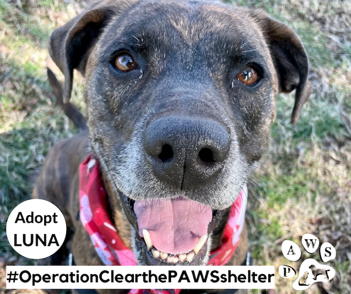 PAWS Urgently Seeking Forever Homes and Rescue Support for Dozens of Shelter Pets