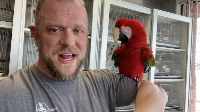 Meco the Greenwing Macaw at Animal City
