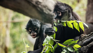 Monkey and Francine in the City of Tigers
