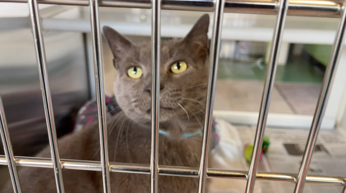 PAWS Pets for Adoption March 9, 2022
