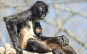 First Mexican Spider Monkey Birth at Nashville Zoo