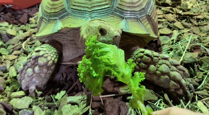 Meet Shelby the Giant Tortoise at Animal City